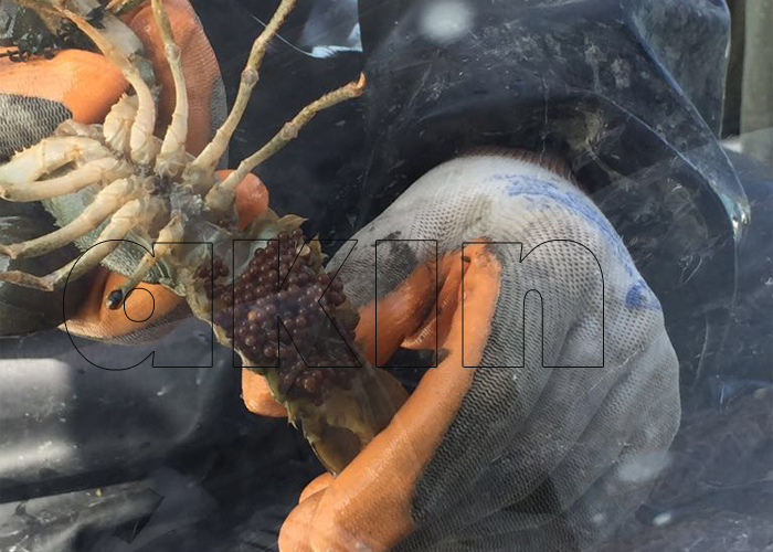 Kaçak dökülen 400 kerevit sepetine el konuldu