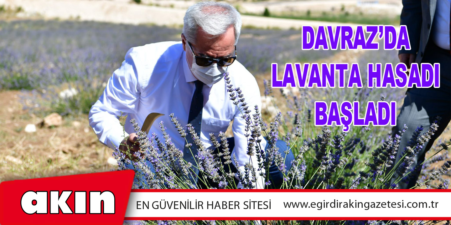Davraz’da Lavanta Hasadı Başladı