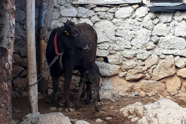 Dişi hayvan kesimi yasaklandı 