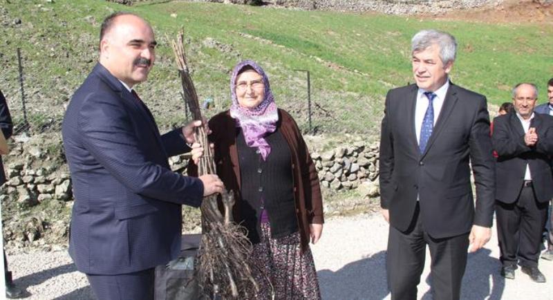 Ceviz Fidanı Dağıtımları Başladı