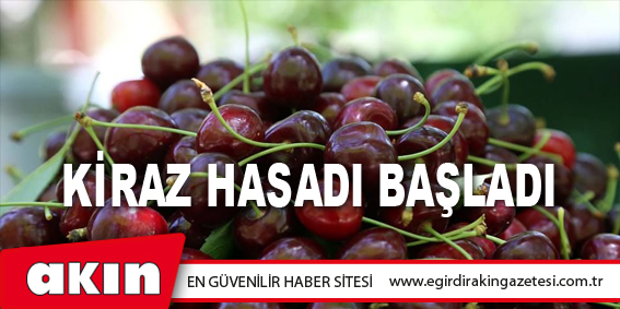 Kiraz Hasadı Başladı