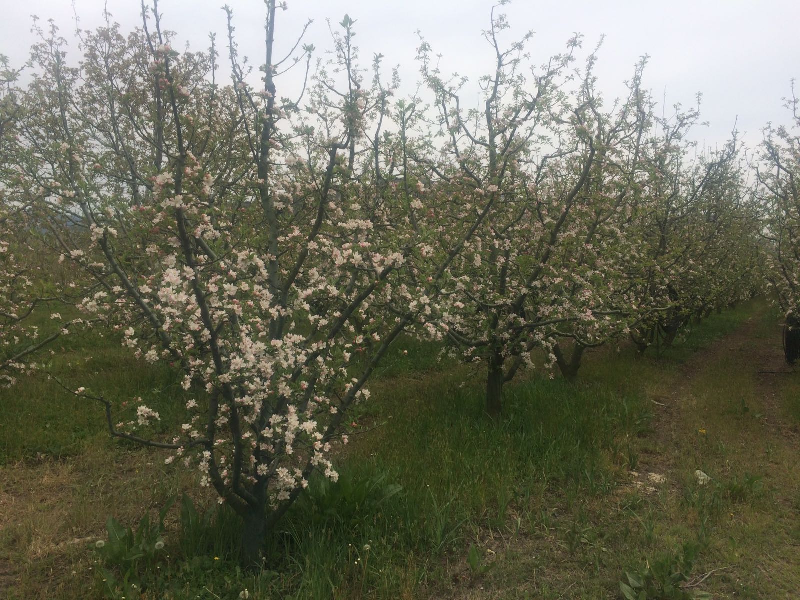 Elma Ağaçları Çiçek Açtı…
