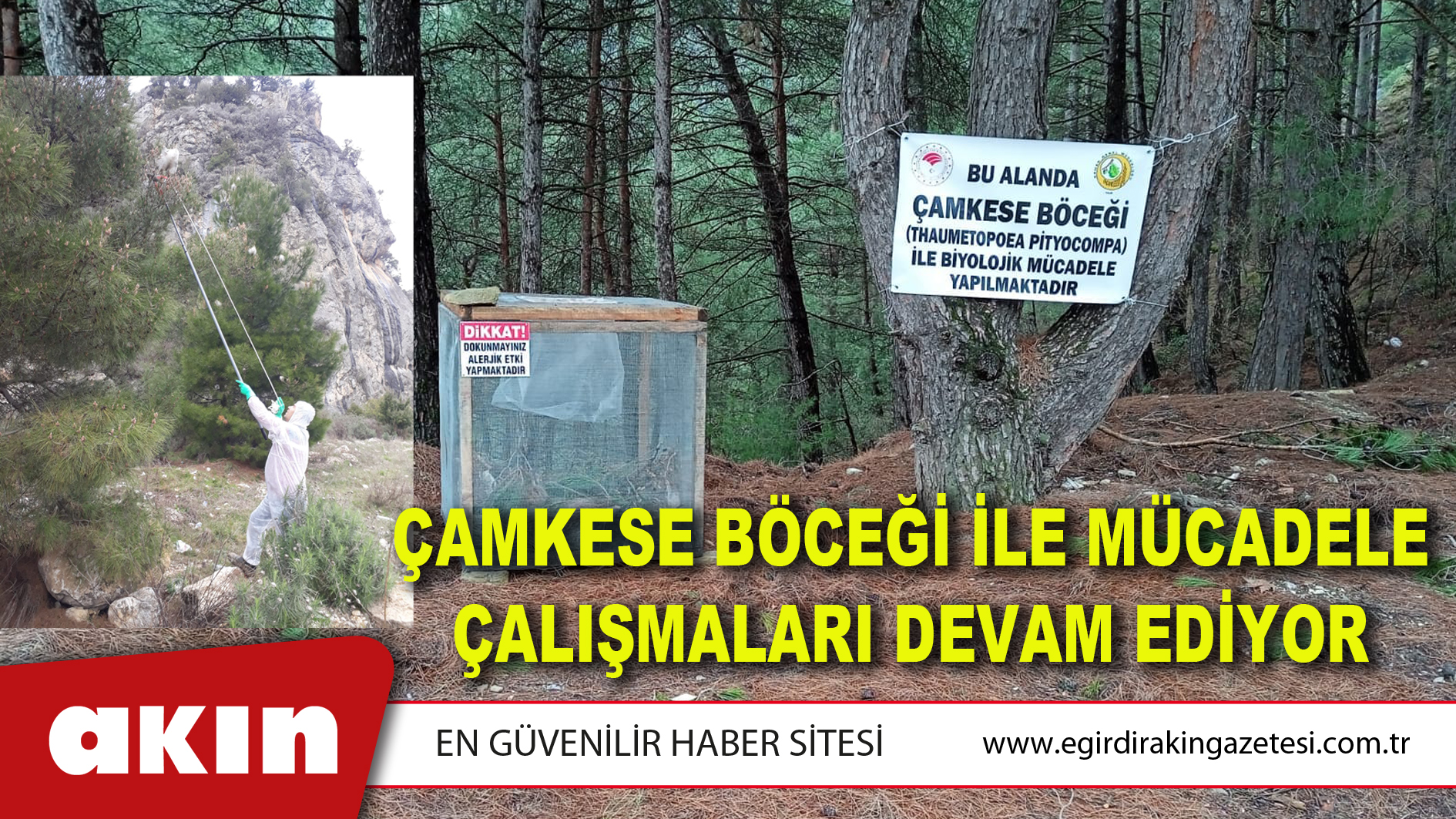 Çamkese Böceği İle Mücadele Çalışmaları Devam Ediyor