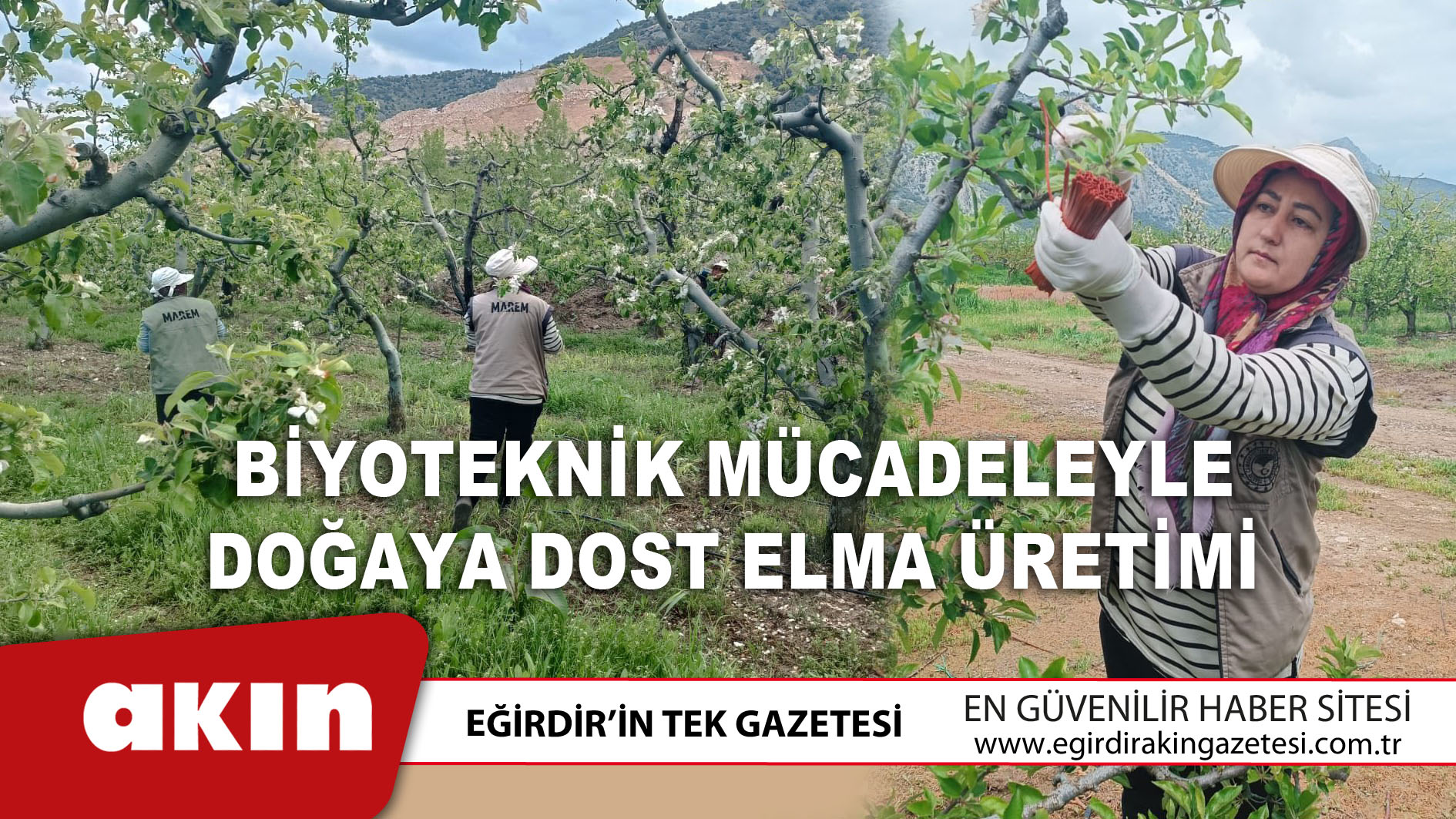 eğirdir haber,akın gazetesi,egirdir haberler,son dakika,Biyoteknik Mücadeleyle Doğaya Dost Elma Üretimi