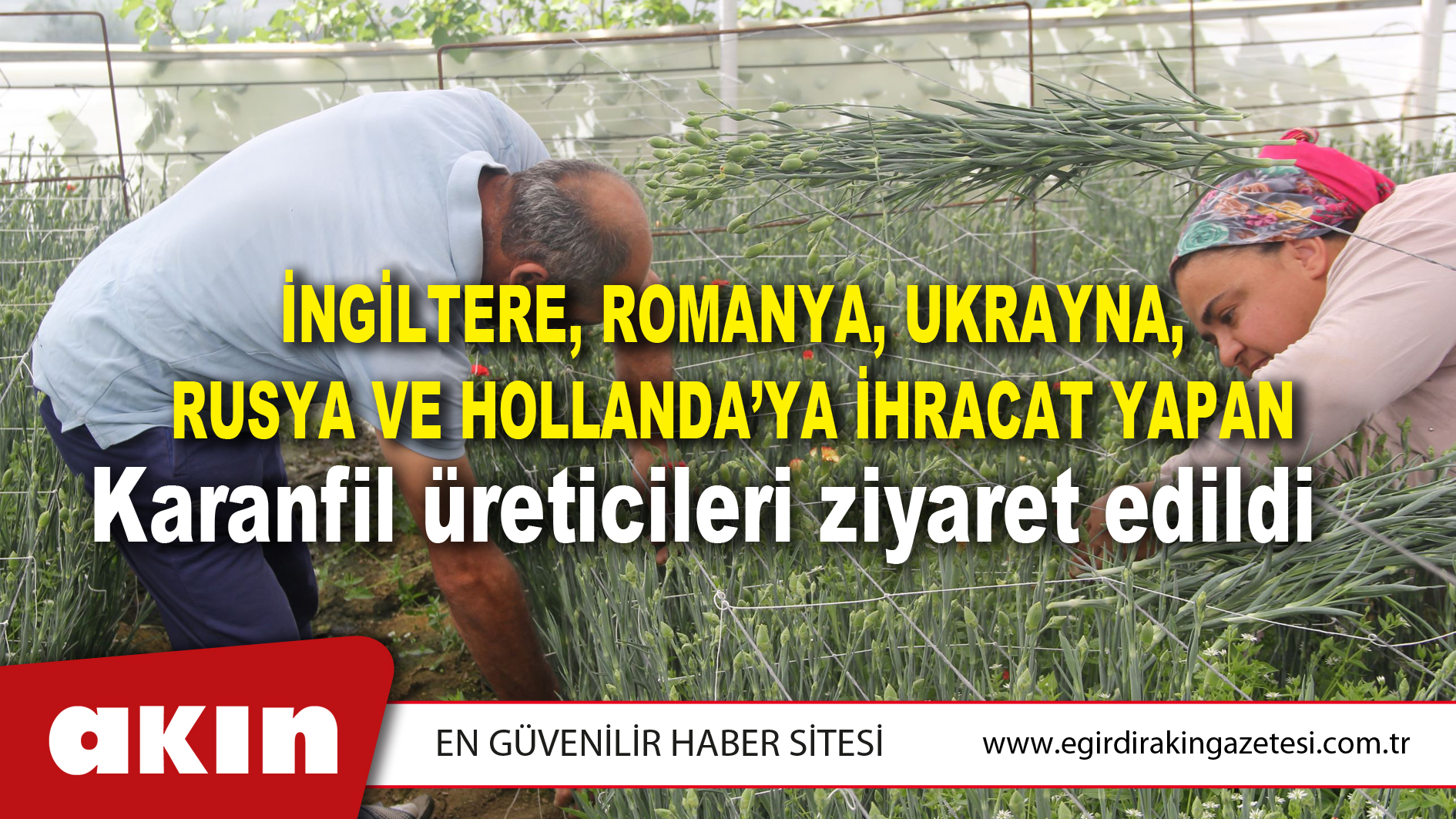 İngiltere, Romanya, Ukrayna, Rusya Ve Hollanda’ya İhracat Yapan Karanfil üreticileri ziyaret edildi