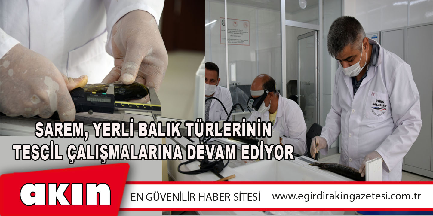 ​SAREM, Yerli Balık Türlerinin Tescil Çalışmalarına Devam Ediyor