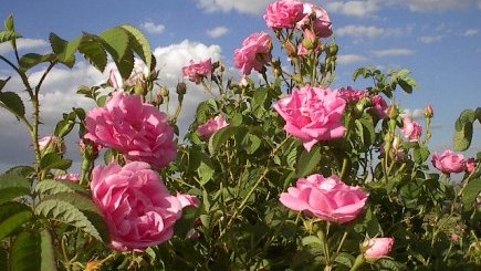 % 50 HİBE DESTEKLİ TIBBİ VE AROMATİK BİTKİ YETİŞTİRİCİLİĞİ KURSU AÇILACAK