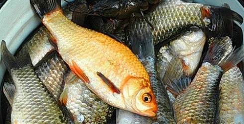 'İsrail Sazanı' ile mücadele için eylem planı oluşturulacak