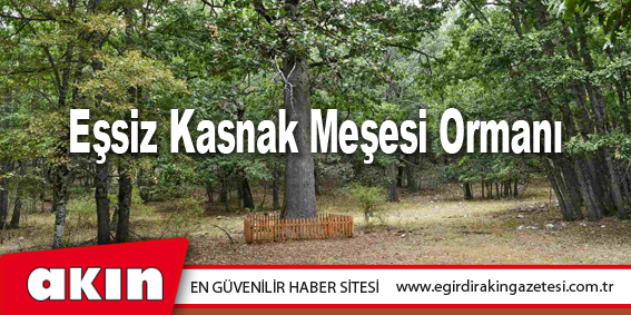 Eşsiz Kasnak Meşesi Ormanı