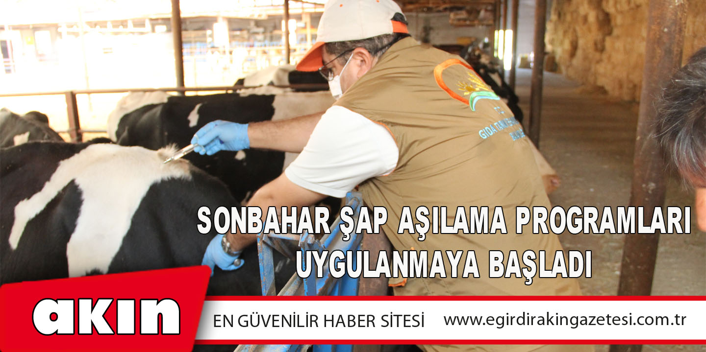 Sonbahar Şap Aşılama Programları Uygulanmaya Başladı