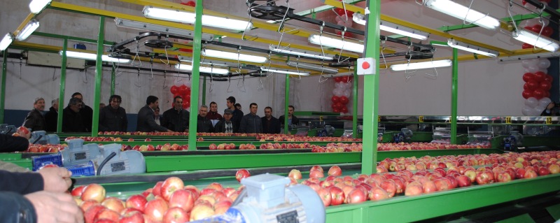 BÖLGEMİZİN EN MODERN ELMA BOYLAMA ve PAKETLEME TESİSİ, Y. GÖKDERE KÖYÜNDE HİZMETE GİRDİ