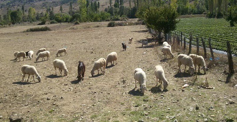 Kurban Fiyatları Belli Oldu