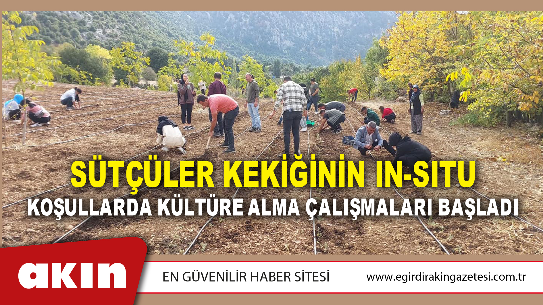 Sütçüler Kekiğinin In-Sıtu Koşullarda Kültüre Alma Çalışmaları Başladı
