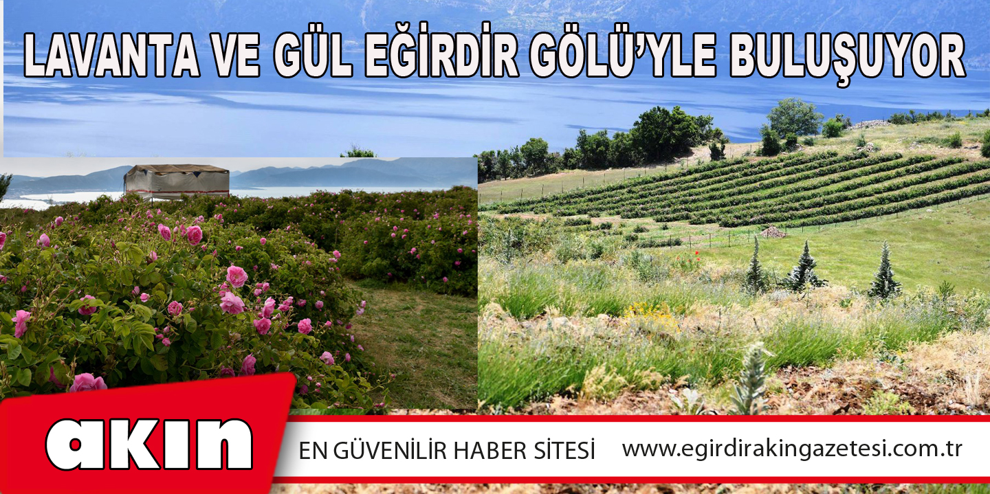 Lavanta Ve Gül Eğirdir Gölü’yle Buluşuyor