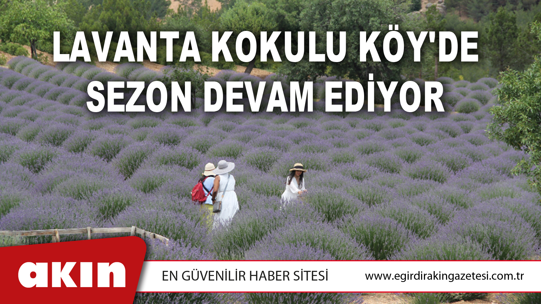Lavanta Kokulu Köy'de Sezon Devam Ediyor