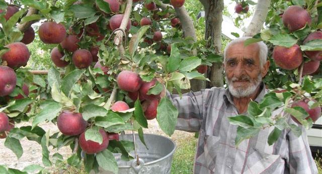 ELMA ÜRETİCİSİ TEŞVİK BEKLİYOR