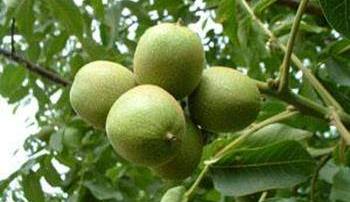 SİPAHİLER KÖYÜNE CEVİZ FİDANI DİKİMİ YAPILIYOR