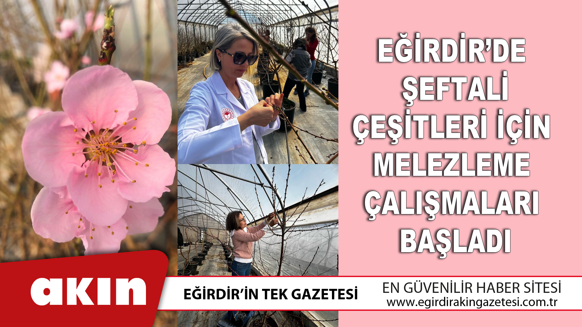 Eğirdir’de Şeftali Çeşitleri İçin Melezleme Çalışmaları Başladı