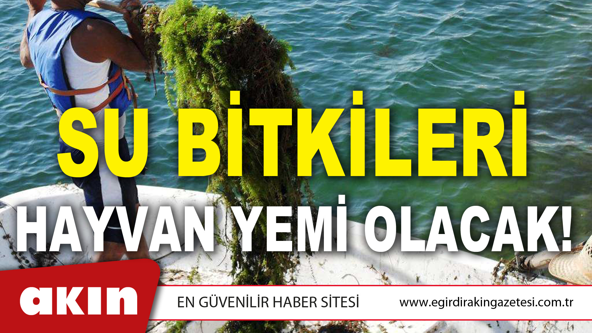 Su Bitkileri Hayvan Yemi Olacak!