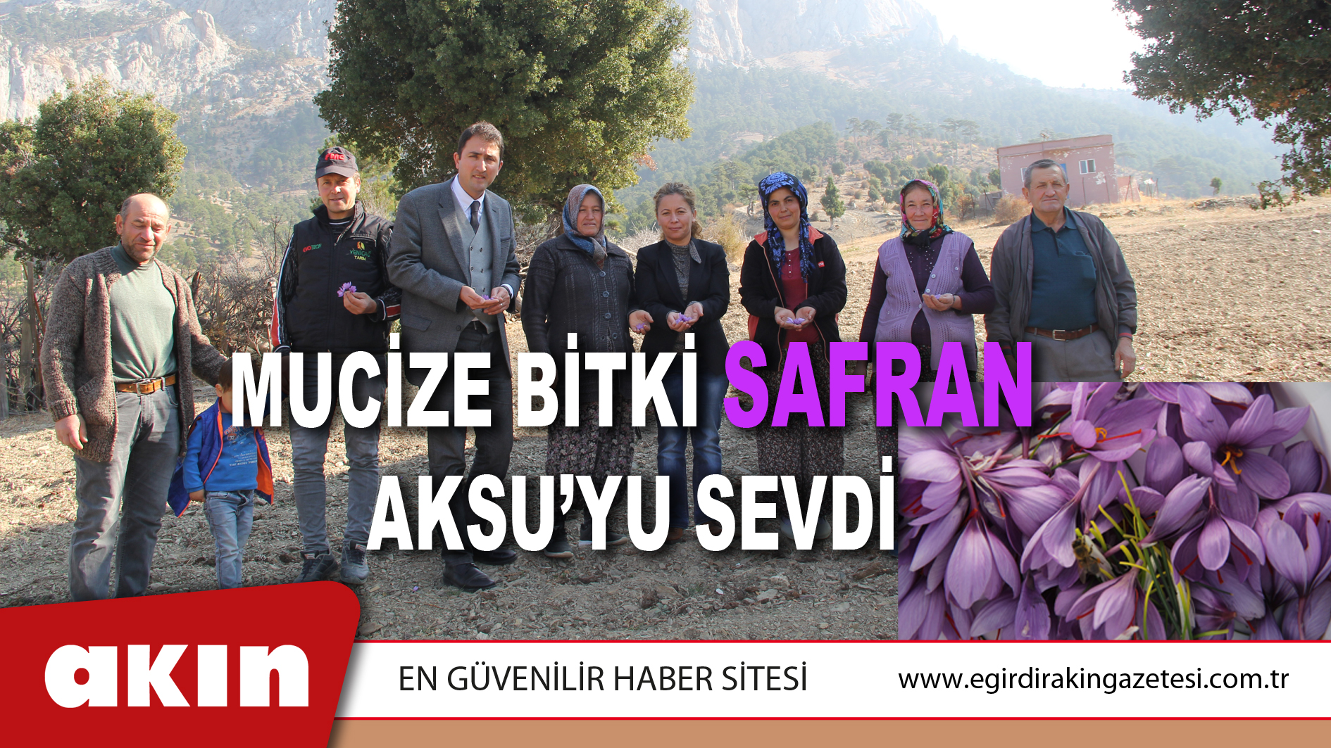 Mucize Bitki Safran Aksu’yu Sevdi