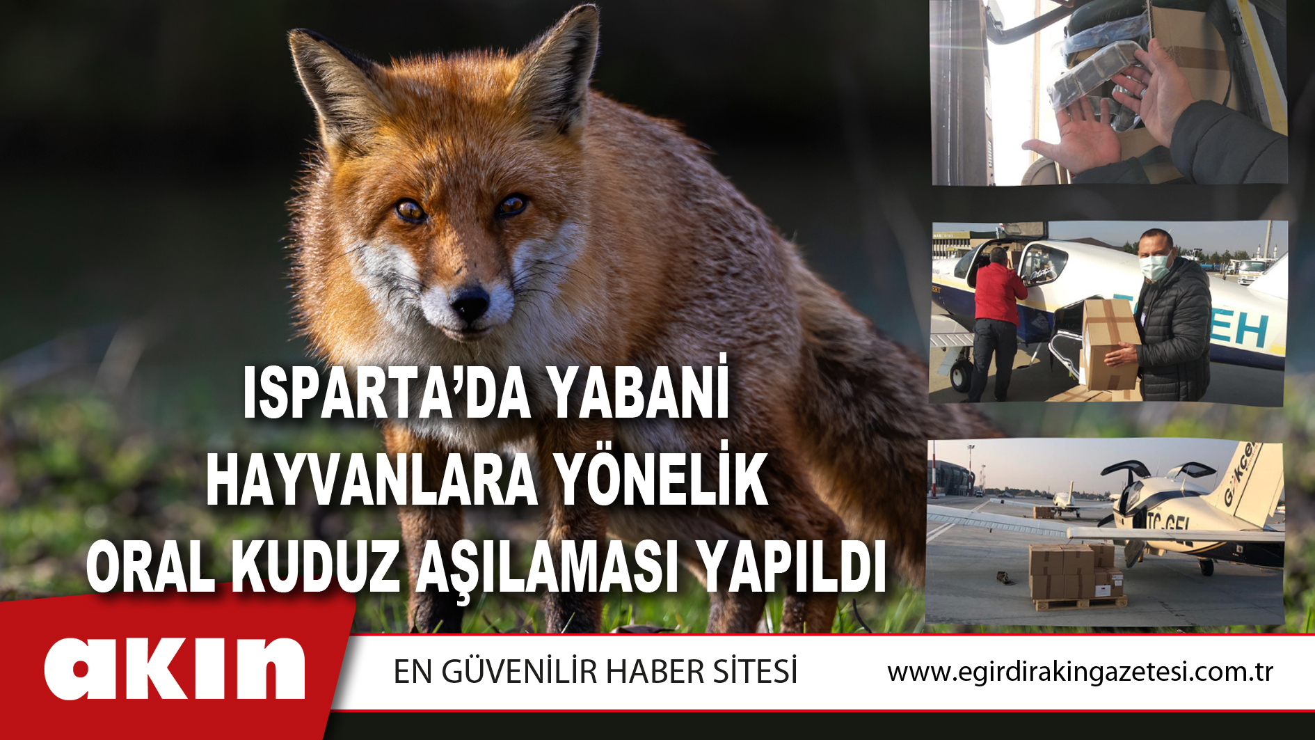 Isparta’da Yabani Hayvanlara Yönelik Oral Kuduz Aşılaması Yapıldı