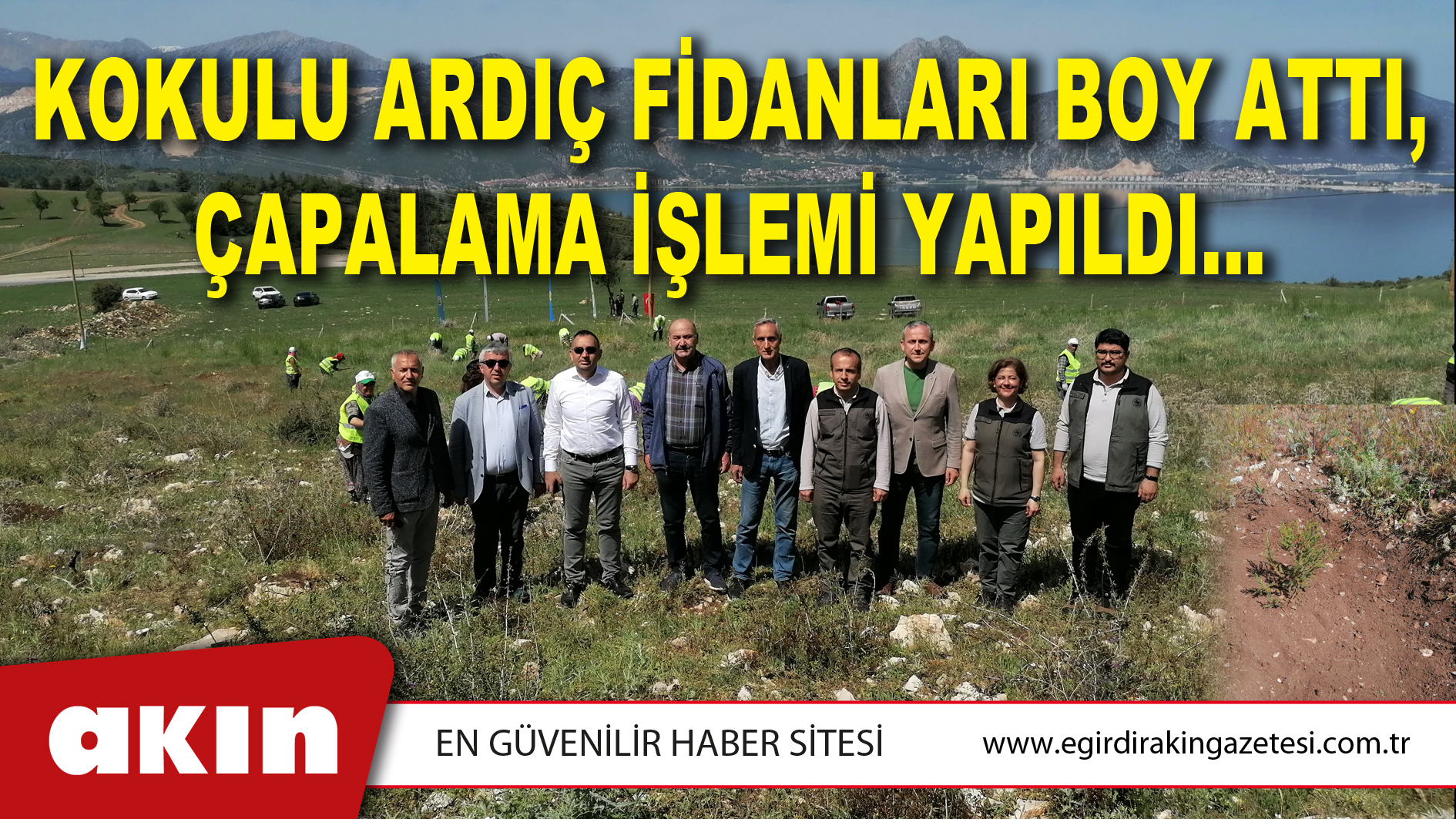 KOKULU ARDIÇ FİDANLARI BOY ATTI, ÇAPALAMA İŞLEMİ YAPILDI…
