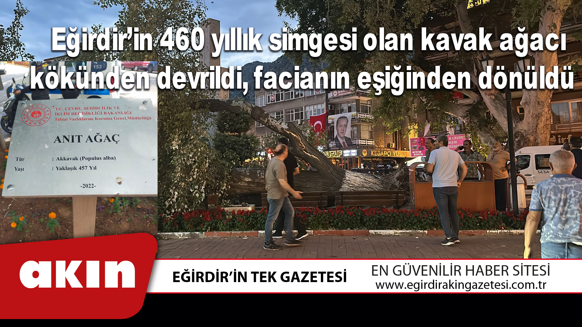 Eğirdir’in 460 yıllık simgesi olan kavak ağacı kökünden devrildi facianın eşiğinden dönüldü 