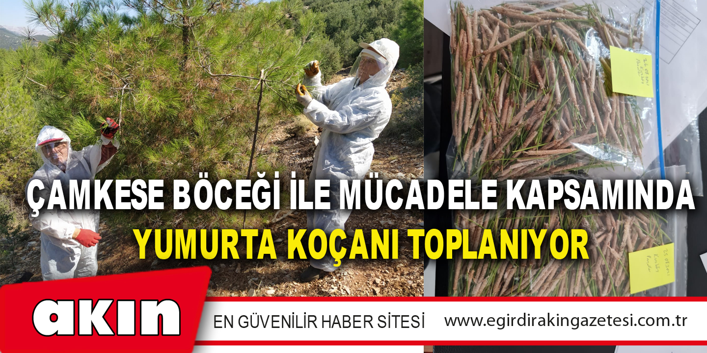 Çamkese Böceği İle Mücadele Kapsamında Yumurta Koçanı Toplanıyor