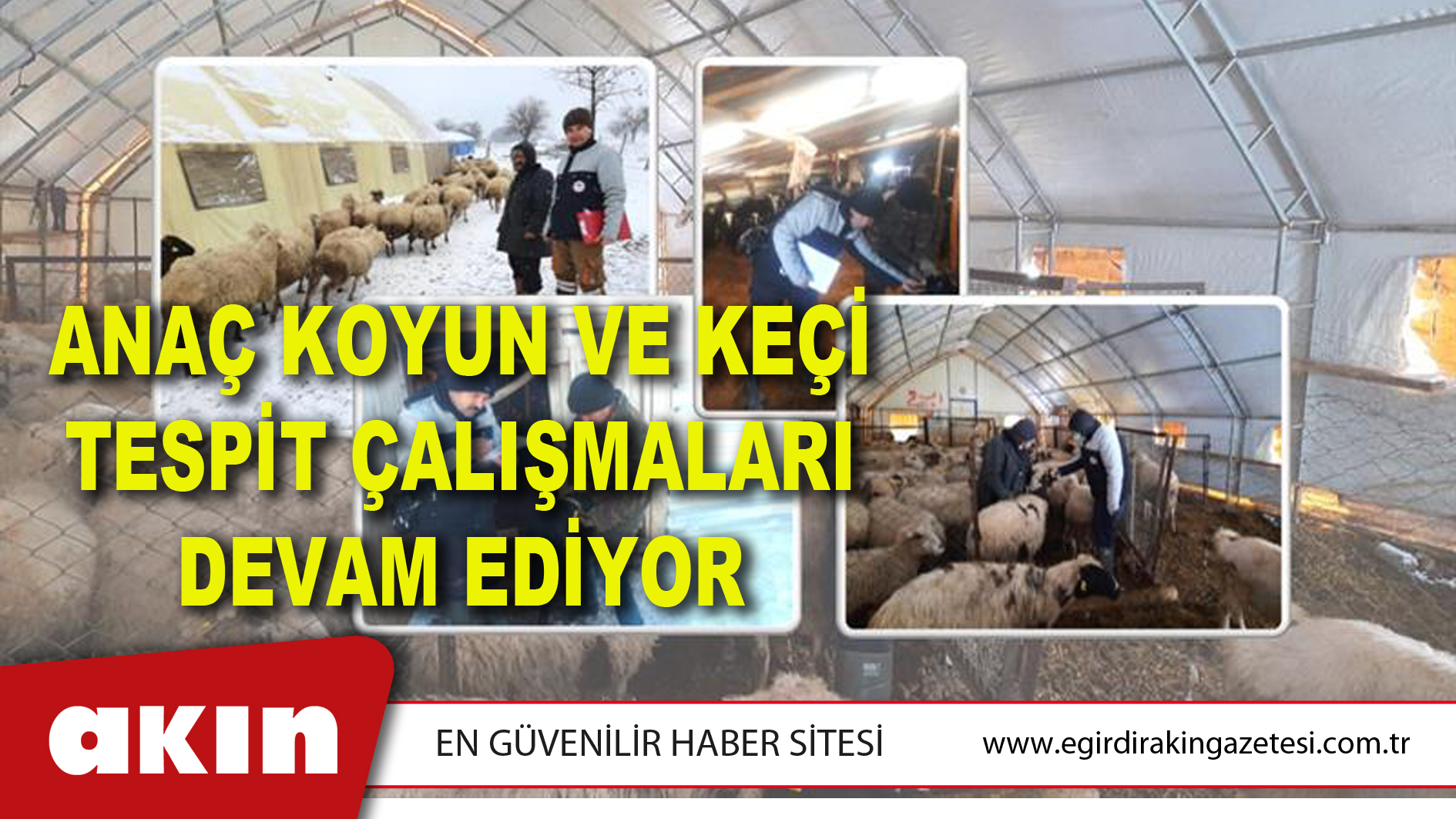 Anaç Koyun Ve Keçi Tespit Çalışmaları Devam Ediyor