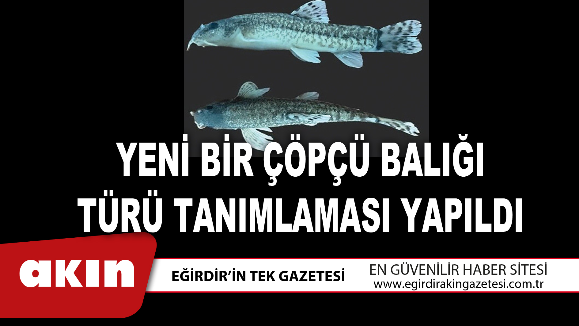 YENİ BİR ÇÖPÇÜ BALIĞI TÜRÜ TANIMLAMASI YAPILDI