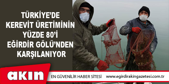 eğirdir haber,akın gazetesi,egirdir haberler,son dakika,Türkiye’de Kerevit Üretiminin Yüzde 80’i Eğirdir Gölü’nden Karşılanıyor