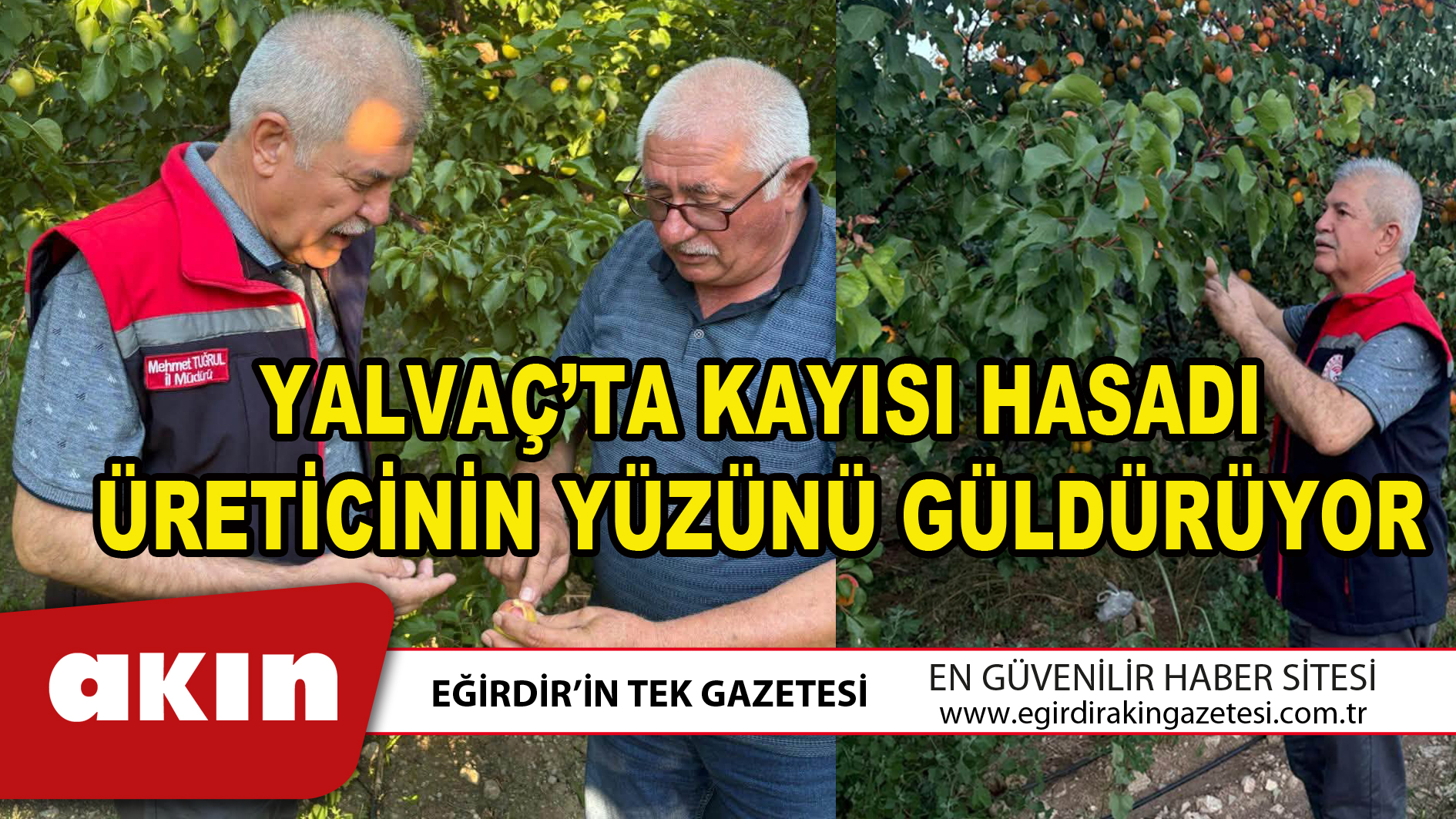 eğirdir haber,akın gazetesi,egirdir haberler,son dakika,YALVAÇ’TA KAYISI HASADI ÜRETİCİNİN YÜZÜNÜ GÜLDÜRÜYOR