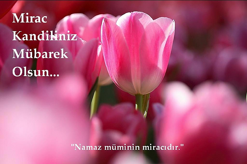 TEBRİK