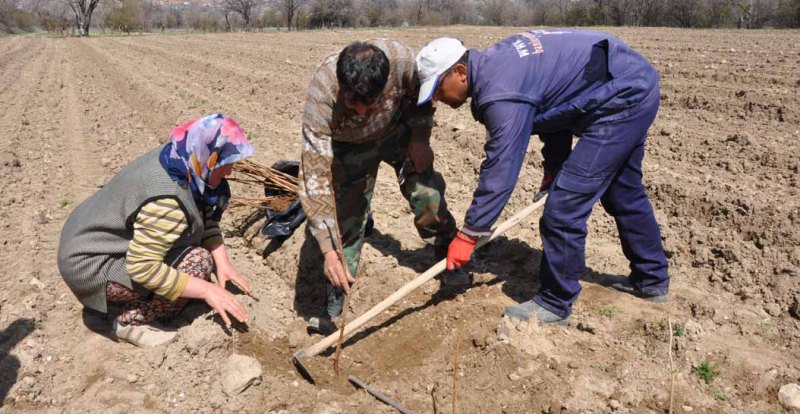 ISPARTA'DA ALTERNATİF ÜRÜN; AHUDUDU