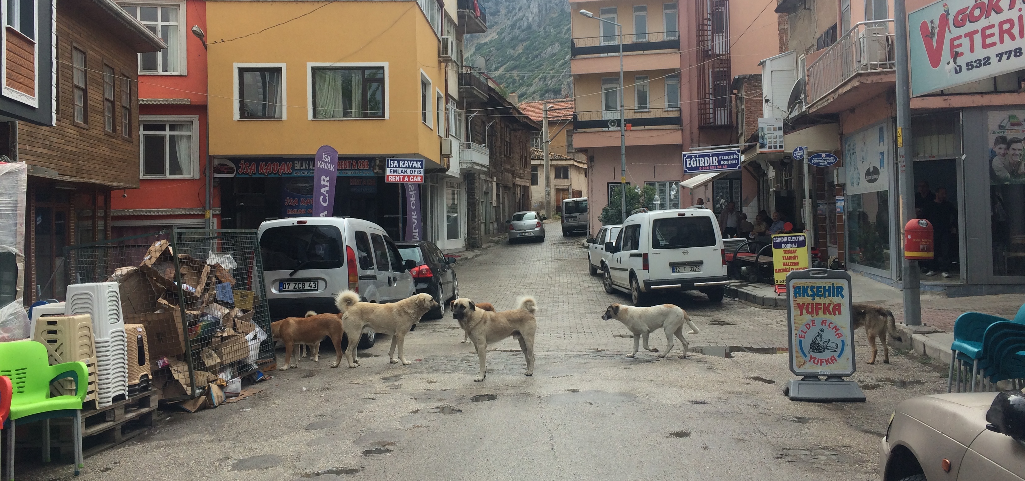 Başıboş Gezen Köpekler Halkımızı Tedirgin Ediyor