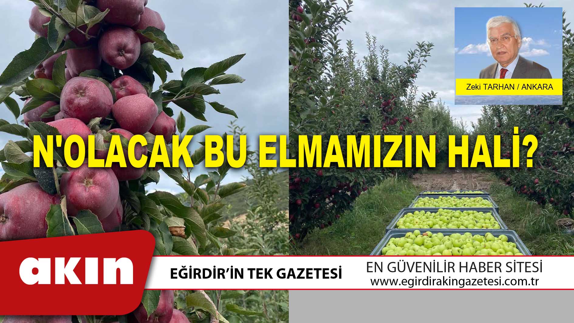 eğirdir haber,akın gazetesi,egirdir haberler,son dakika,N'OLACAK BU ELMAMIZIN HALİ?