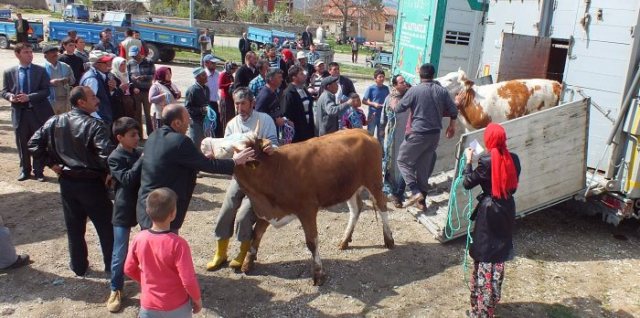 Senirkent Ortayazı Köyü'nde Düve Dağıtımı Yapıldı