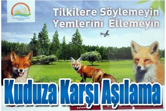 Yaban Hayatındaki Tilkiler Aşılanıyor