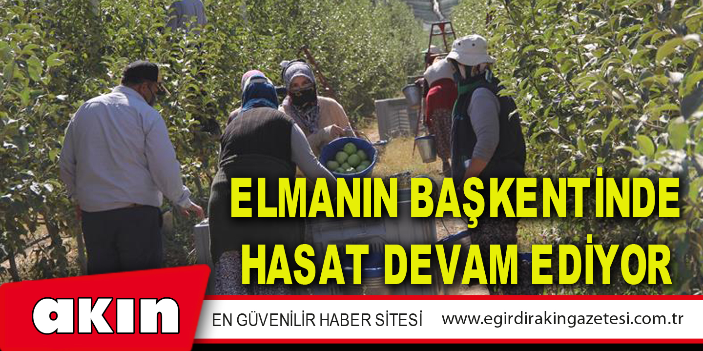 ELMANIN BAŞKENTİNDE HASAT DEVAM EDİYOR