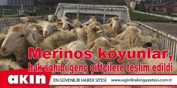 Merinos koyunlar, hak sahibi genç çiftçilere teslim edildi