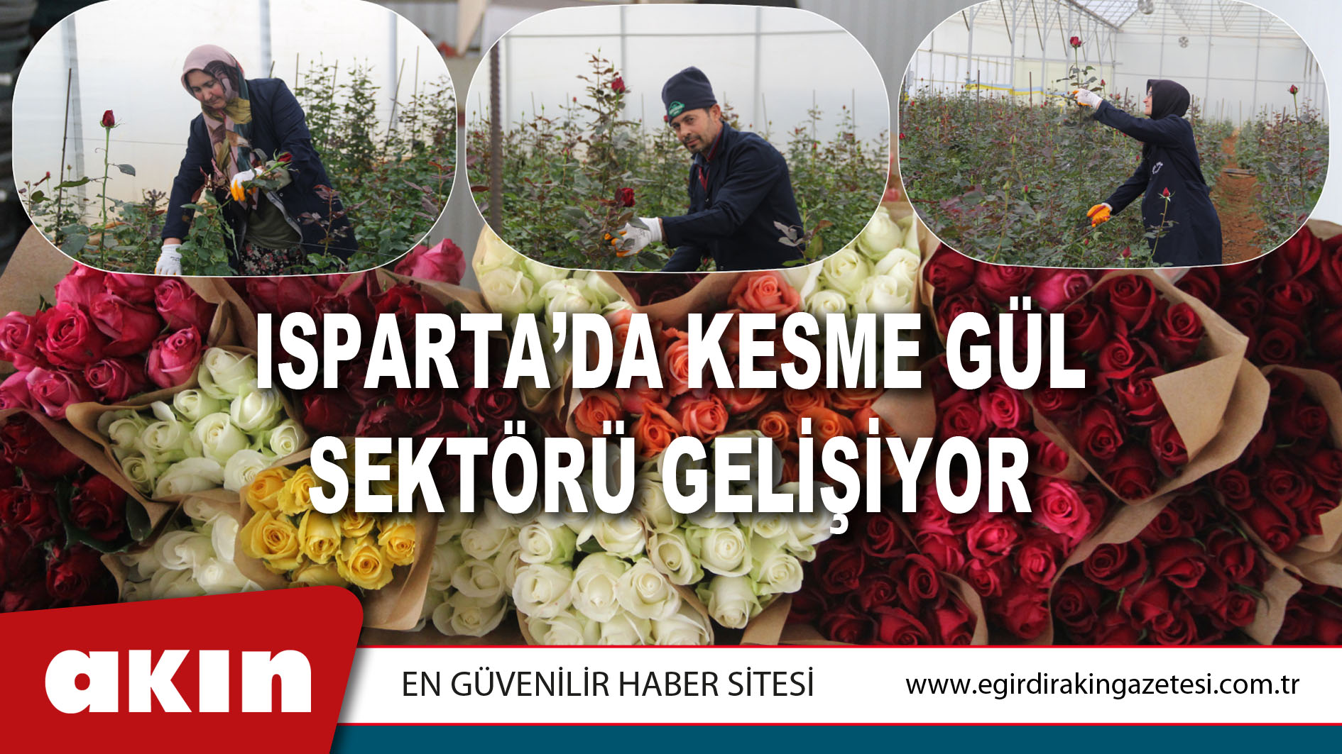 Isparta’da Kesme Gül Sektörü Gelişiyor