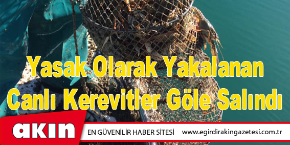 Yasak Olarak Yakalanan Canlı Kerevitler Göle Salındı