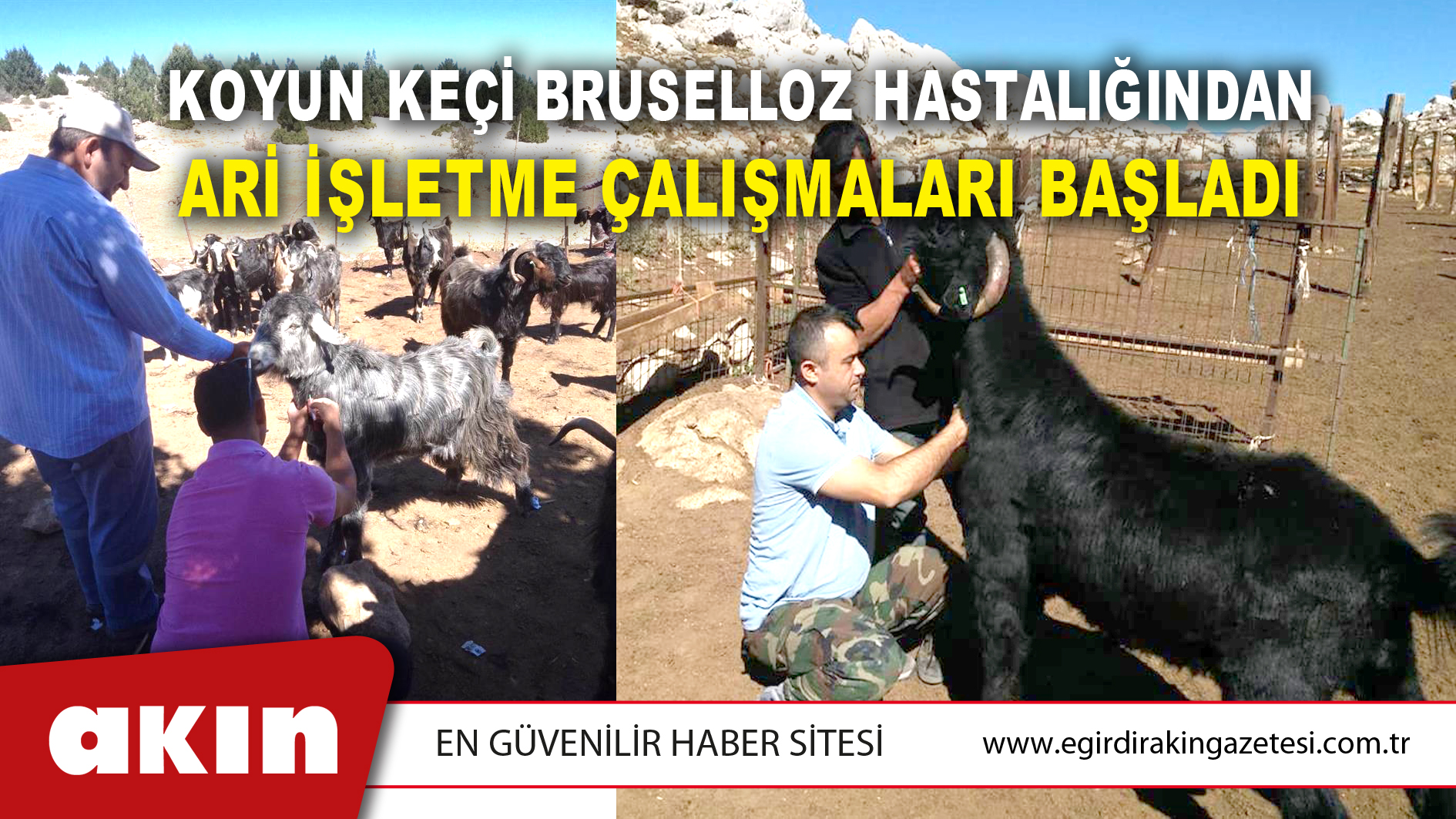 Koyun Keçi Bruselloz Hastalığından Ari İşletme Çalışmaları Başladı