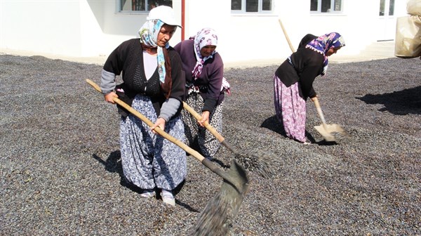 Ardıç üretiminde ilave katlama yöntemi sonuç Verdi