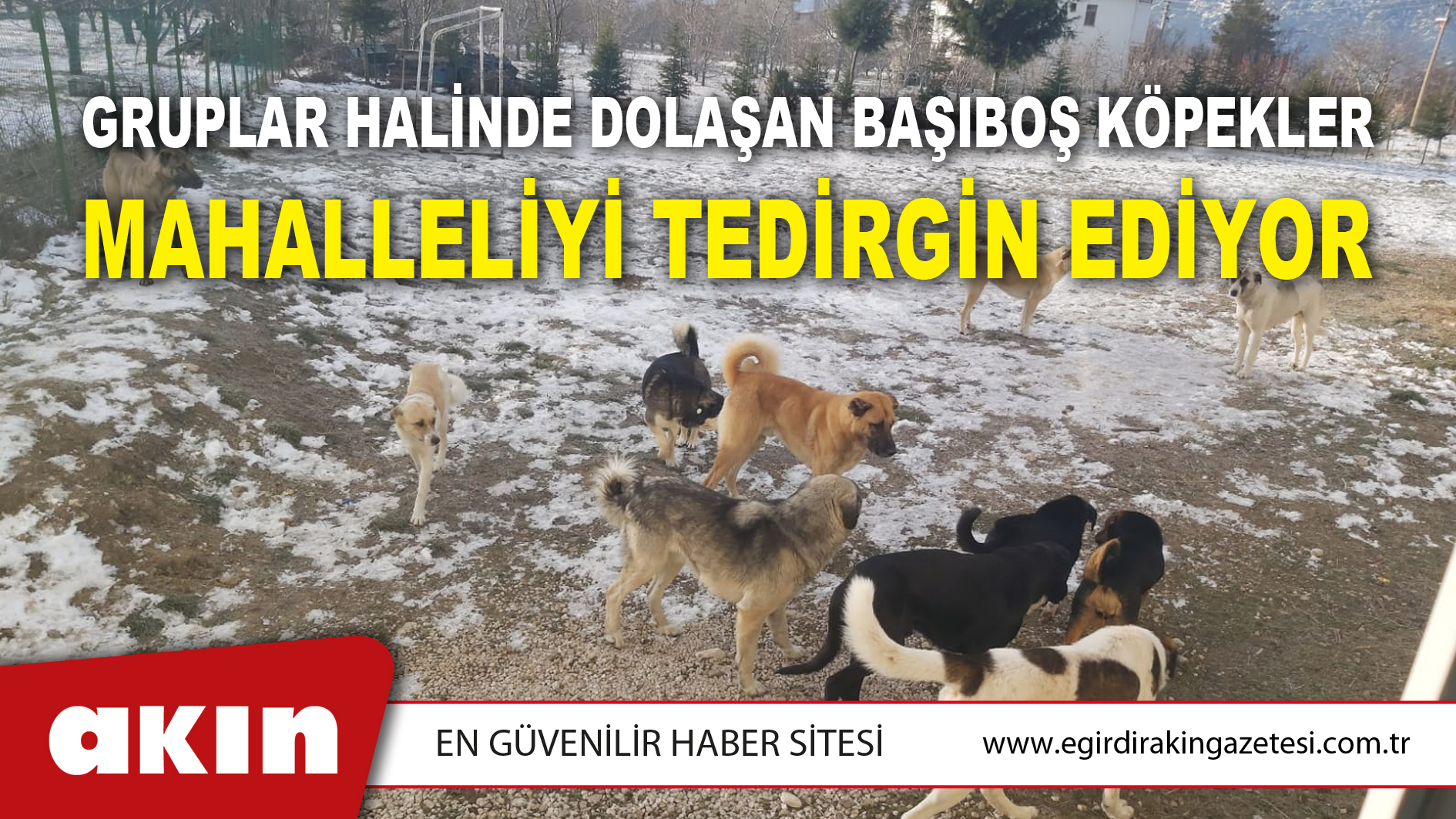 eğirdir haber,akın gazetesi,egirdir haberler,son dakika,Gruplar Halinde Dolaşan Başıboş Köpekler Mahalleliyi Tedirgin Ediyor