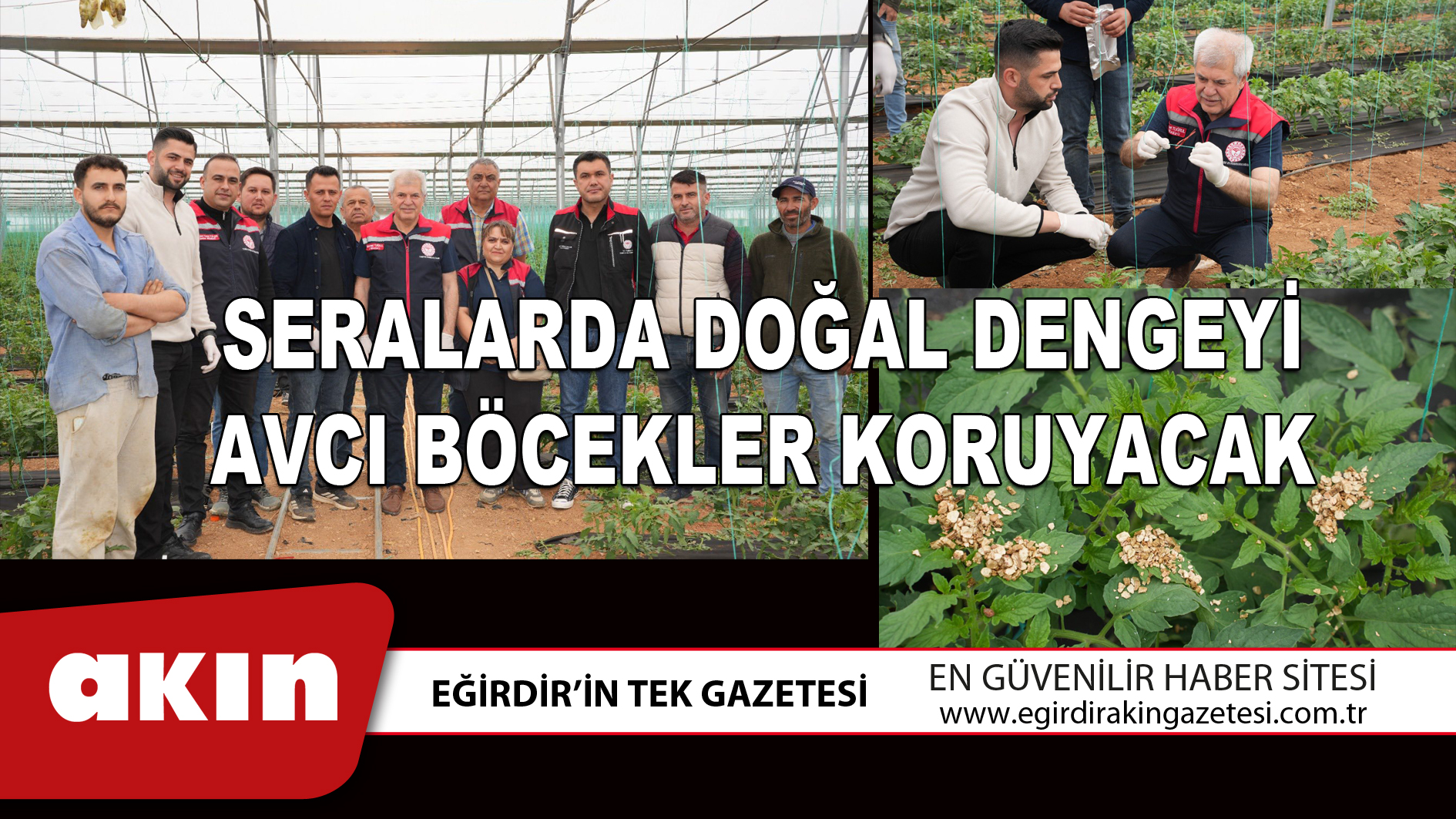 eğirdir haber,akın gazetesi,egirdir haberler,son dakika,SERALARDA DOĞAL DENGEYİ AVCI BÖCEKLER KORUYACAK