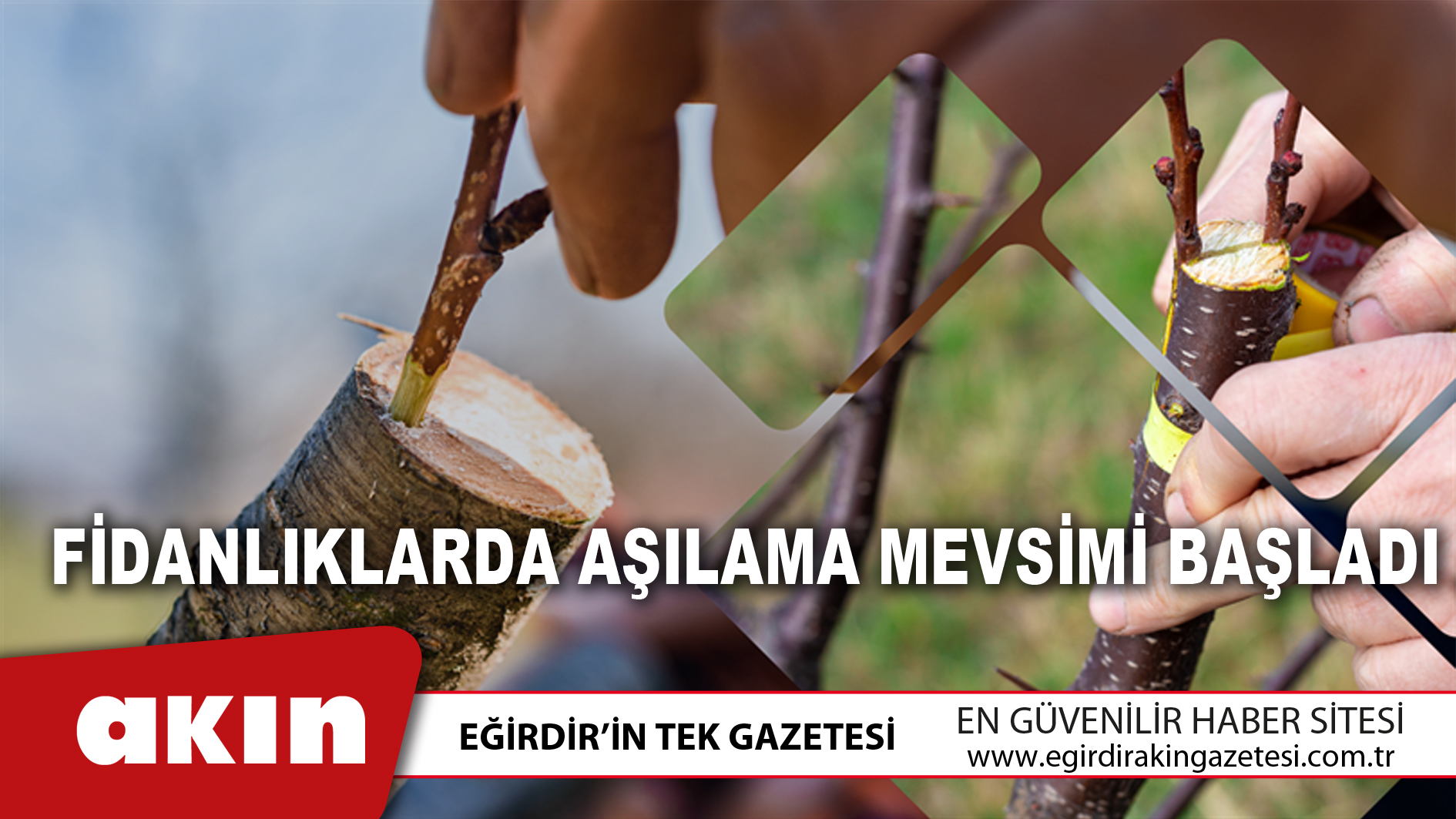 Fidanlıklarda Aşılama Mevsimi Başladı