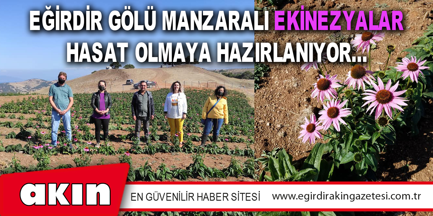 Eğirdir Gölü Manzaralı Ekinezyalar Hasat Olmaya Hazırlanıyor…