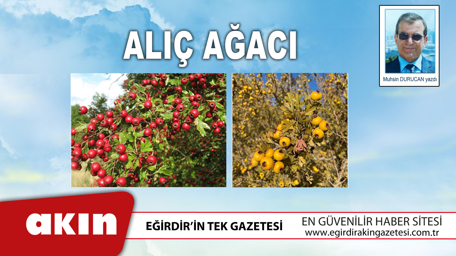 eğirdir haber,akın gazetesi,egirdir haberler,son dakika,Alıç Ağacı