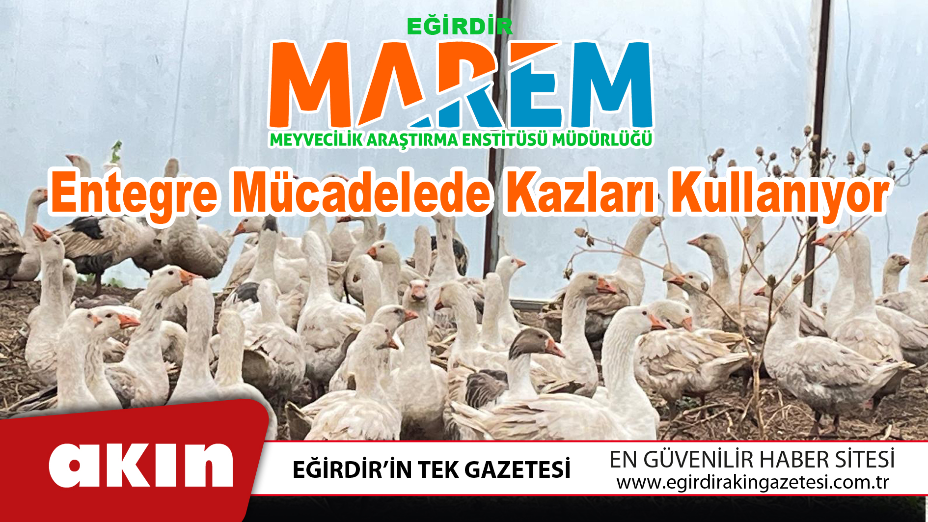 Eğirdir MAREM Entegre Mücadelede Kazları Kullanıyor